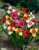 Tigridia pavonia mix - Green's of Ireland Online Garden Shop. Flower Bulbs, West Cork Bulbs, Daffodil Bulbs, Tulip Bulbs, Crocus Bulbs, Autumn Bulbs, Bulbs, Cheap Bulbs