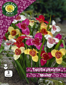 Tigridia pavonia mix