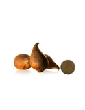 Dwarf Tulip Pinocchio - Green's of Ireland Online Garden Shop.  Tulips, West Cork Bulbs, Daffodil Bulbs, Tulip Bulbs, Crocus Bulbs, Autumn Bulbs, Bulbs, Cheap Bulbs