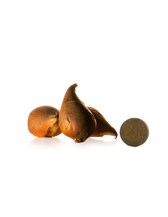 Double Tulip Sunlover - Green's of Ireland Online Garden Shop.  Tulips, West Cork Bulbs, Daffodil Bulbs, Tulip Bulbs, Crocus Bulbs, Autumn Bulbs, Bulbs, Cheap Bulbs