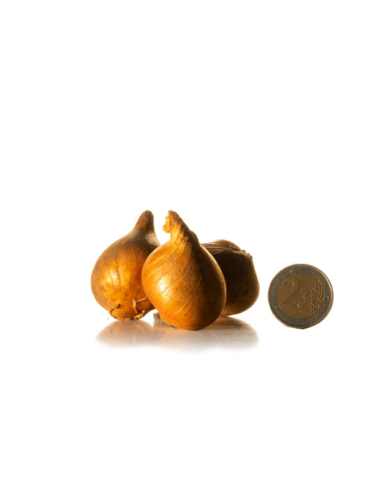 Dwarf Tulip Red Riding Hood - Green's of Ireland Online Garden Shop.  Tulips, West Cork Bulbs, Daffodil Bulbs, Tulip Bulbs, Crocus Bulbs, Autumn Bulbs, Bulbs, Cheap Bulbs