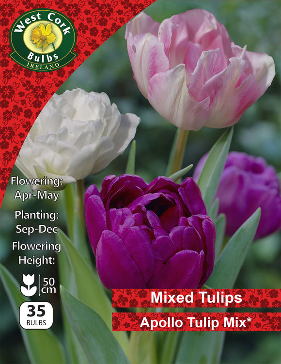 Apollo Tulip Mix