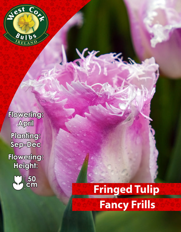 Single Tulip Fancy Frills - Green's of Ireland Online Garden Shop. Tulips, West Cork Bulbs, Daffodil Bulbs, Tulip Bulbs, Crocus Bulbs, Autumn Bulbs, Bulbs, Cheap Bulbs