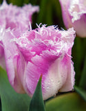 Single Tulip Fancy Frills - Green's of Ireland Online Garden Shop. Tulips, West Cork Bulbs, Daffodil Bulbs, Tulip Bulbs, Crocus Bulbs, Autumn Bulbs, Bulbs, Cheap Bulbs