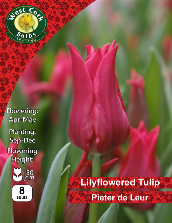 Lily Flowered Tulip Pieter de Leur - Green's of Ireland Online Garden Shop. Tulips, West Cork Bulbs, Daffodil Bulbs, Tulip Bulbs, Crocus Bulbs, Autumn Bulbs, Bulbs, Cheap Bulbs