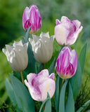 Arthea Tulip Mix