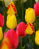 Tulipe Double <p> Mixtes</p>