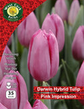 Single Tulip Pink Impression - Green's of Ireland Online Garden Shop. Tulips, West Cork Bulbs, Daffodil Bulbs, Tulip Bulbs, Crocus Bulbs, Autumn Bulbs, Bulbs, Cheap Bulbs