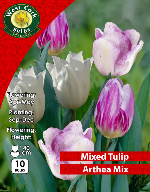 Arthea Tulip Mix