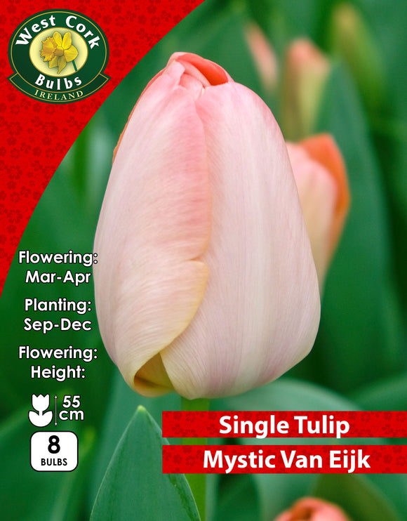 Single Tulip Mystic Van Eijk - Green's of Ireland Online Garden Shop. Tulips, West Cork Bulbs, Daffodil Bulbs, Tulip Bulbs, Crocus Bulbs, Autumn Bulbs, Bulbs, Cheap Bulbs