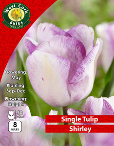Single Tulip Shirley - Green's of Ireland Online Garden Shop. Tulips, West Cork Bulbs, Daffodil Bulbs, Tulip Bulbs, Crocus Bulbs, Autumn Bulbs, Bulbs, Cheap Bulbs