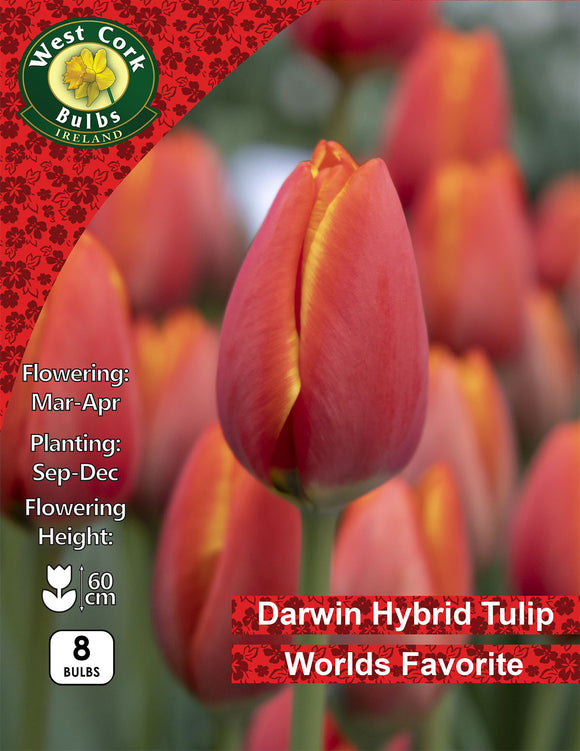 Single Tulip World's Favourite - Green's of Ireland Online Garden Shop. Tulips, West Cork Bulbs, Daffodil Bulbs, Tulip Bulbs, Crocus Bulbs, Autumn Bulbs, Bulbs, Cheap Bulbs