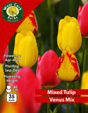Tulipe Double <p> Mixtes</p>