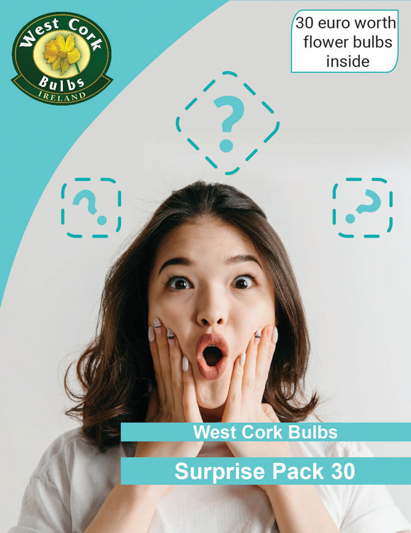 ??? WCB SURPRISE BOX ??? 30 - Green's of Ireland Online Garden Shop.  Bundle, Greens of Ireland, Daffodil Bulbs, Tulip Bulbs, Crocus Bulbs, Autumn Bulbs, Bulbs, Cheap Bulbs