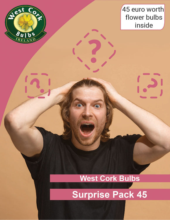 ??? WCB SURPRISE BOX ??? 45 - Green's of Ireland Online Garden Shop.  Bundle, Greens of Ireland, Daffodil Bulbs, Tulip Bulbs, Crocus Bulbs, Autumn Bulbs, Bulbs, Cheap Bulbs