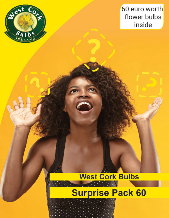 ??? WCB SURPRISE BOX ??? 60 - Green's of Ireland Online Garden Shop.  Bundle, Greens of Ireland, Daffodil Bulbs, Tulip Bulbs, Crocus Bulbs, Autumn Bulbs, Bulbs, Cheap Bulbs