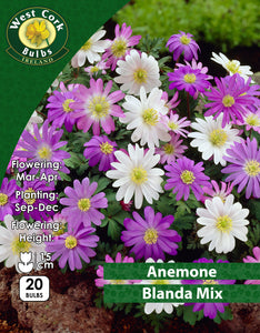 Anemone Blanda Mix - Green's of Ireland Online Garden Shop. Anemones, West Cork Bulbs, Daffodil Bulbs, Tulip Bulbs, Crocus Bulbs, Autumn Bulbs, Bulbs, Cheap Bulbs