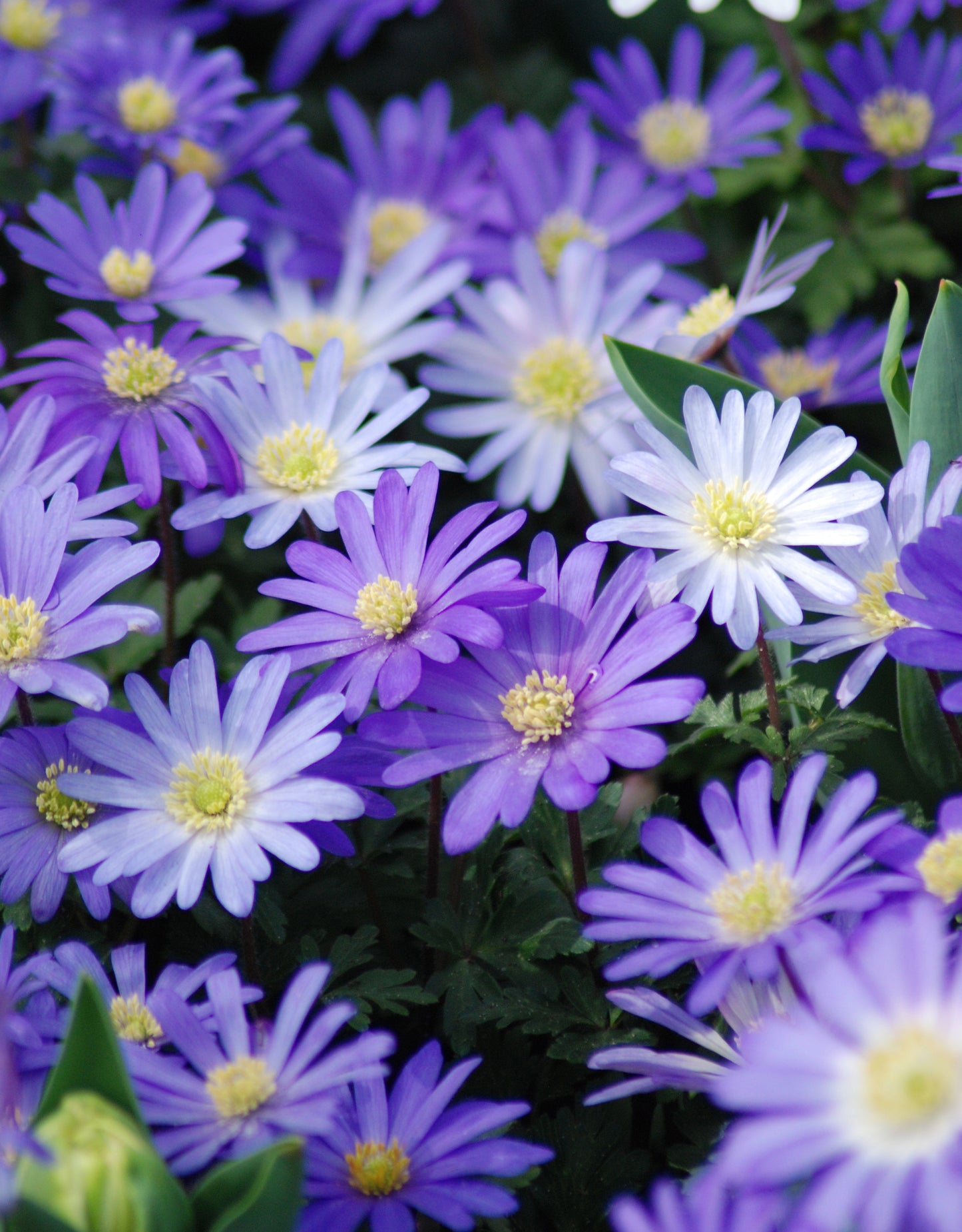 Anemone Blue Shades - Green's of Ireland Online Garden Shop. Anemones, West Cork Bulbs, Daffodil Bulbs, Tulip Bulbs, Crocus Bulbs, Autumn Bulbs, Bulbs, Cheap Bulbs