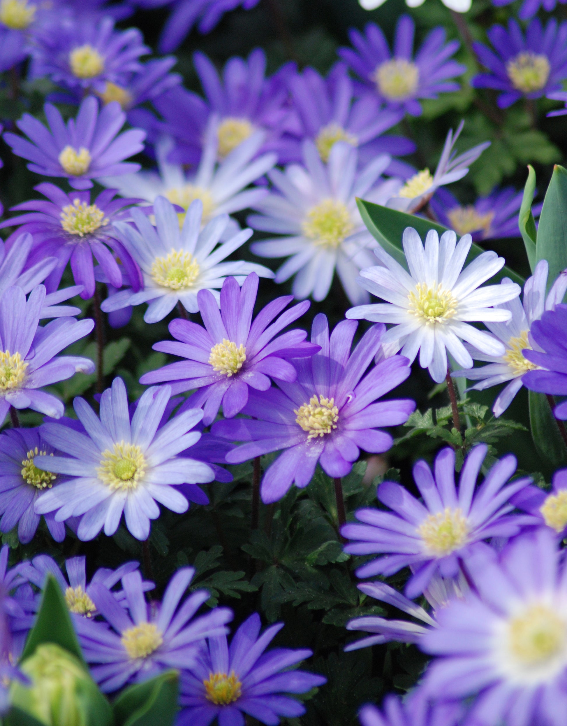 Anemone Blue Shades - Green's of Ireland Online Garden Shop. Anemones, West Cork Bulbs, Daffodil Bulbs, Tulip Bulbs, Crocus Bulbs, Autumn Bulbs, Bulbs, Cheap Bulbs