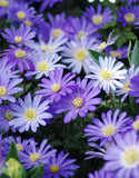 Anemone Blue Shades - Green's of Ireland Online Garden Shop. Anemones, West Cork Bulbs, Daffodil Bulbs, Tulip Bulbs, Crocus Bulbs, Autumn Bulbs, Bulbs, Cheap Bulbs