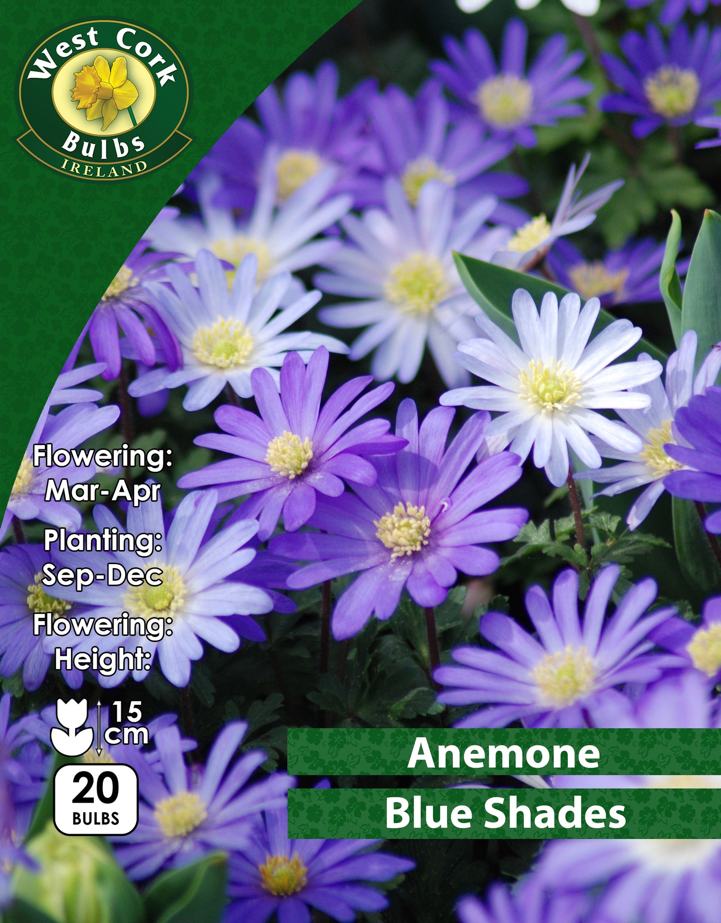 Anemone Blue Shades - Green's of Ireland Online Garden Shop. Anemones, West Cork Bulbs, Daffodil Bulbs, Tulip Bulbs, Crocus Bulbs, Autumn Bulbs, Bulbs, Cheap Bulbs