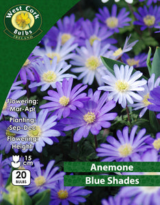 Single Anemone Blue Shades - Green's of Ireland Online Garden Shop. Anemones, West Cork Bulbs, Daffodil Bulbs, Tulip Bulbs, Crocus Bulbs, Autumn Bulbs, Bulbs, Cheap Bulbs