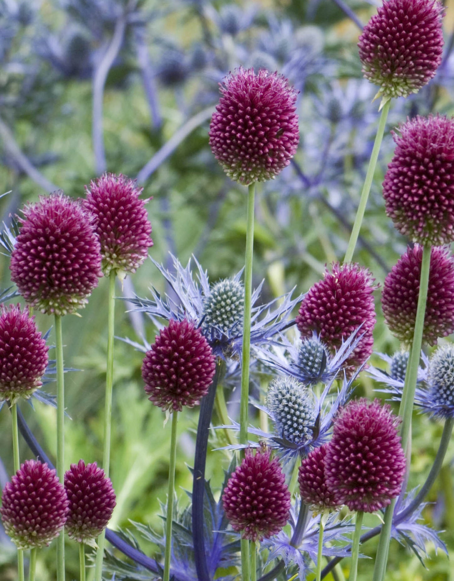 Allium Drumstick - Green's of Ireland Online Garden Shop. Allium, West Cork Bulbs, Daffodil Bulbs, Tulip Bulbs, Crocus Bulbs, Autumn Bulbs, Bulbs, Cheap Bulbs