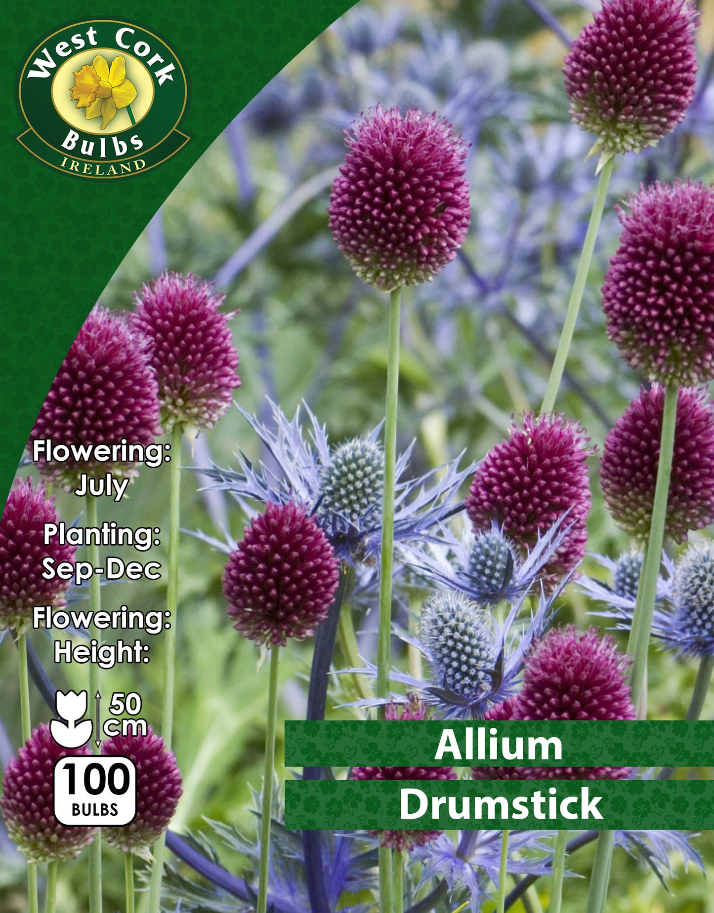 Allium Drumstick - Green's of Ireland Online Garden Shop. Allium, West Cork Bulbs, Daffodil Bulbs, Tulip Bulbs, Crocus Bulbs, Autumn Bulbs, Bulbs, Cheap Bulbs