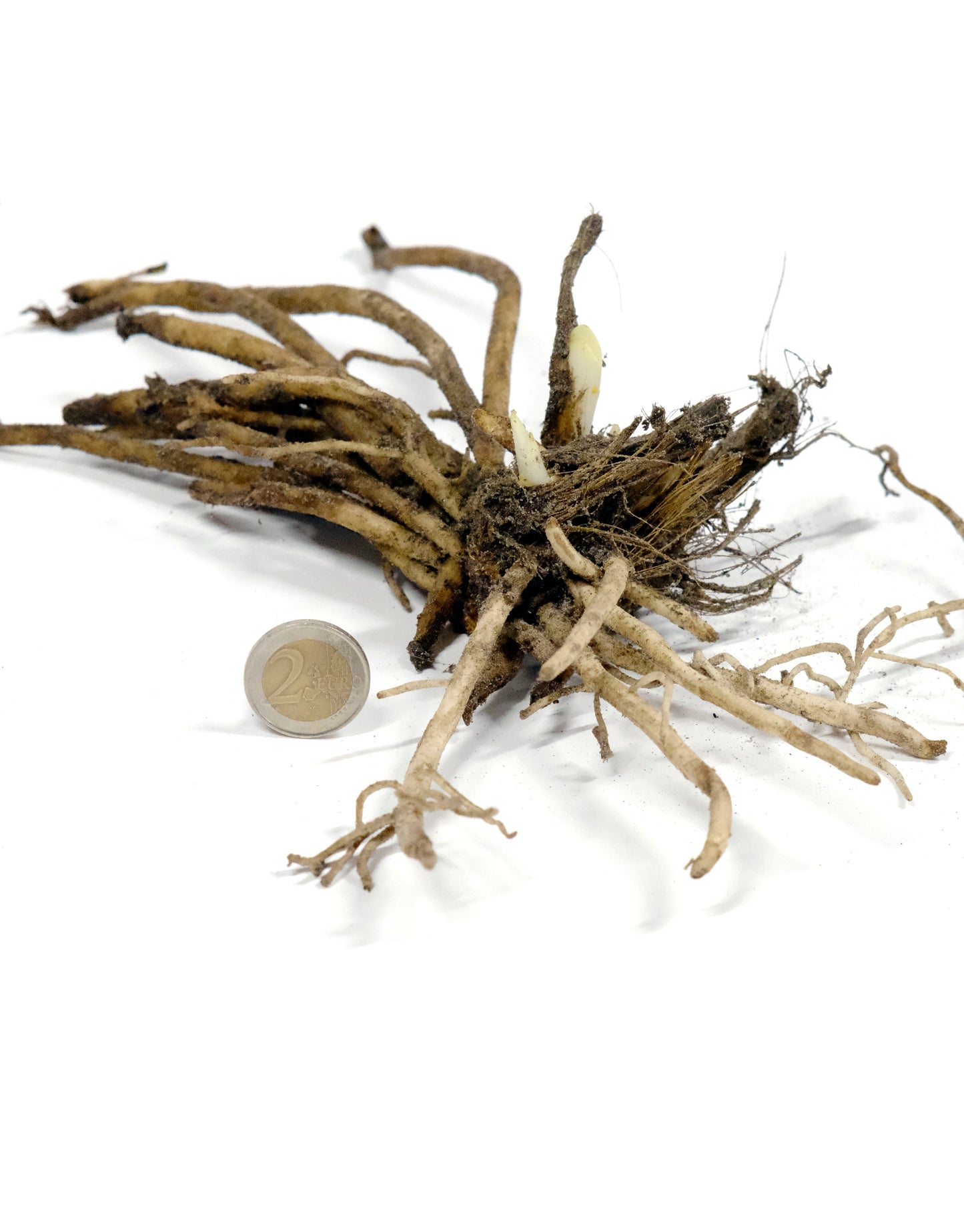 Agapanthus 'Dr Brouwer' - Green's of Ireland Online Garden Shop.  Flower Bulbs, West Cork Bulbs, Daffodil Bulbs, Tulip Bulbs, Crocus Bulbs, Autumn Bulbs, Bulbs, Cheap Bulbs