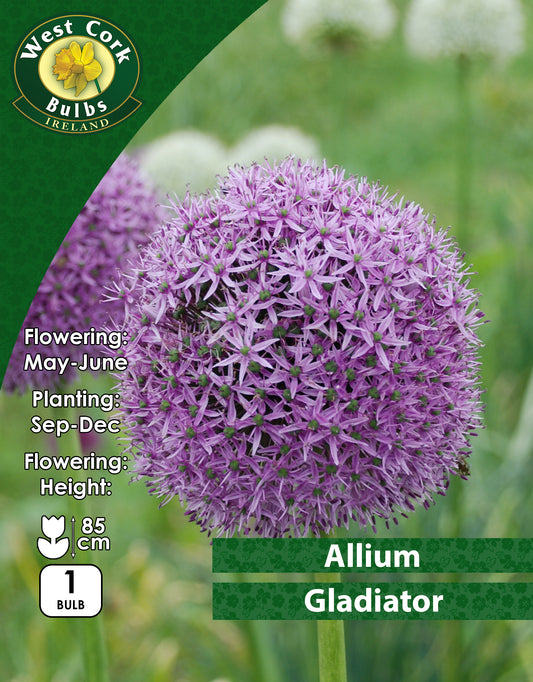 Allium Gladiator - Green's of Ireland Online Garden Shop. Allium, West Cork Bulbs, Daffodil Bulbs, Tulip Bulbs, Crocus Bulbs, Autumn Bulbs, Bulbs, Cheap Bulbs