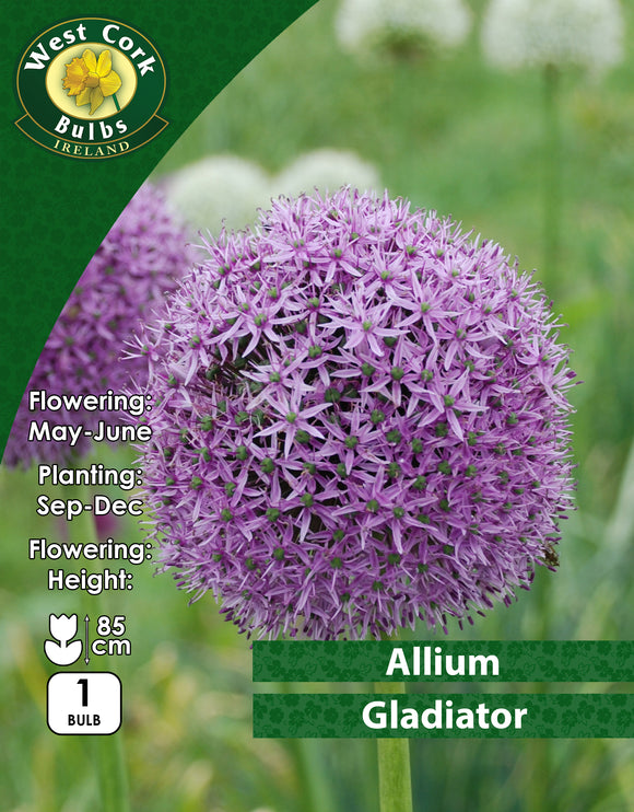 Allium Gladiator - Green's of Ireland Online Garden Shop. Allium, West Cork Bulbs, Daffodil Bulbs, Tulip Bulbs, Crocus Bulbs, Autumn Bulbs, Bulbs, Cheap Bulbs