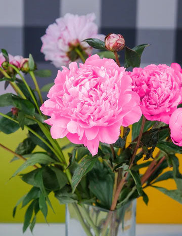 Peony Cut flower 'Alexander Fleming' Bouquet