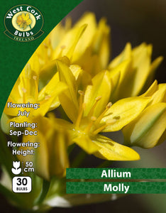 Allium Molly - Green's of Ireland Online Garden Shop. Allium, West Cork Bulbs, Daffodil Bulbs, Tulip Bulbs, Crocus Bulbs, Autumn Bulbs, Bulbs, Cheap Bulbs
