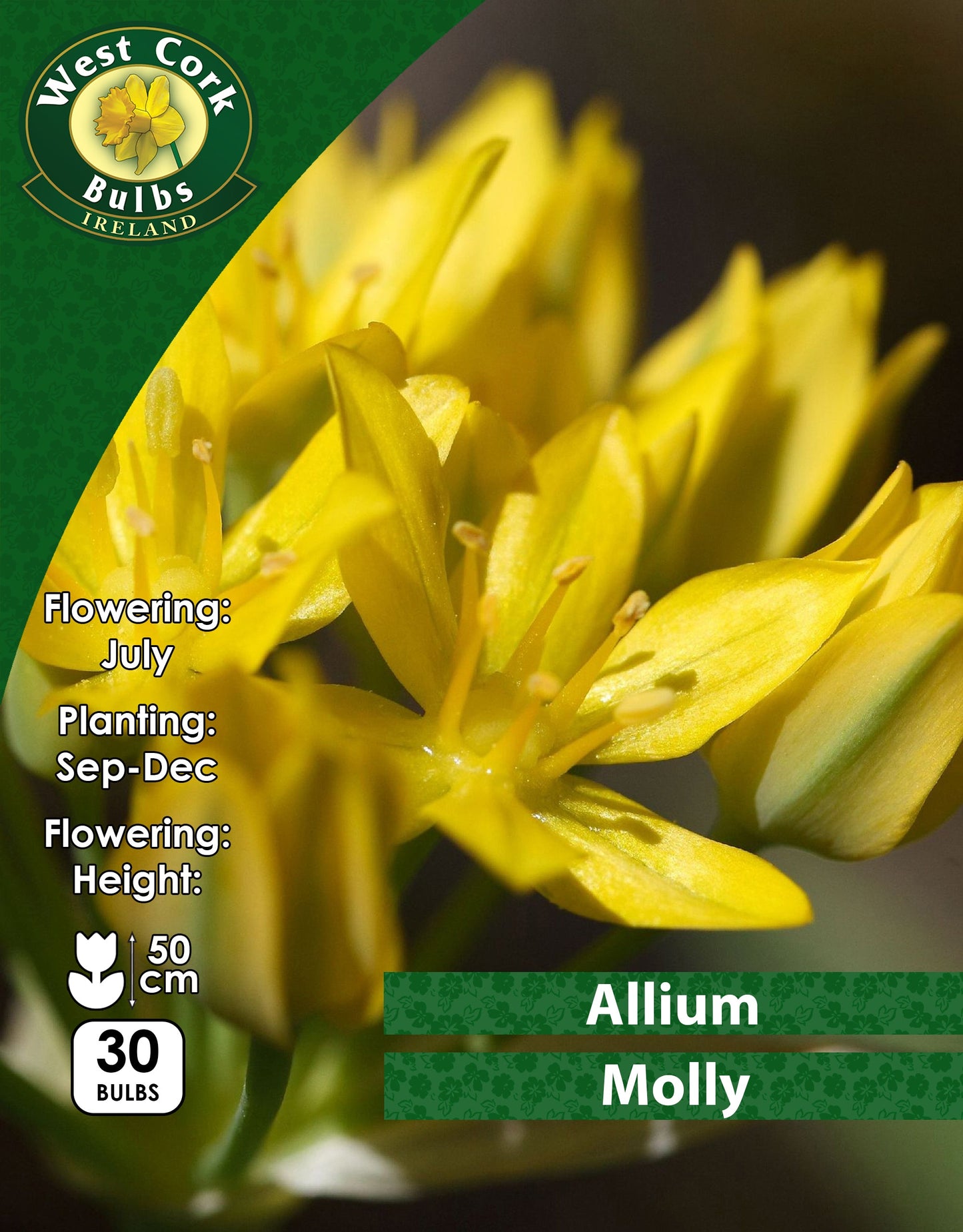 Allium Moly 100 Bulbs