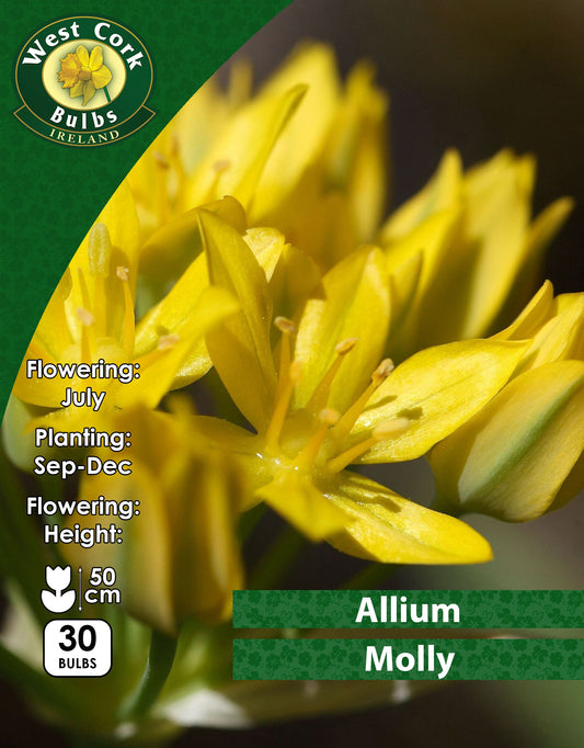 Allium Moly 100 Bulbs
