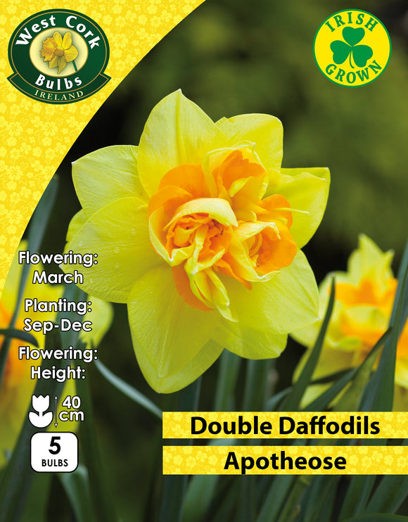Double Daffodils Apotheose - Green's of Ireland Online Garden Shop. Flower Bulbs, West Cork Bulbs, Daffodil Bulbs, Tulip Bulbs, Crocus Bulbs, Autumn Bulbs, Bulbs, Cheap Bulbs