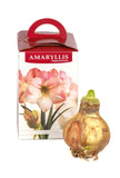 Amaryllis Apple Blossom - Green's of Ireland Online Garden Shop.  Amaryllis, West Cork Bulbs, Daffodil Bulbs, Tulip Bulbs, Crocus Bulbs, Autumn Bulbs, Bulbs, Cheap Bulbs