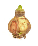 Amaryllis Apple Blossom - Green's of Ireland Online Garden Shop.  Amaryllis, West Cork Bulbs, Daffodil Bulbs, Tulip Bulbs, Crocus Bulbs, Autumn Bulbs, Bulbs, Cheap Bulbs