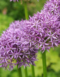 Allium Purple Sensation - Green's of Ireland Online Garden Shop. Allium, West Cork Bulbs, Daffodil Bulbs, Tulip Bulbs, Crocus Bulbs, Autumn Bulbs, Bulbs, Cheap Bulbs
