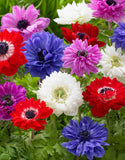 Anemone St. Brigid Mix - Green's of Ireland Online Garden Shop. Anemones, West Cork Bulbs, Daffodil Bulbs, Tulip Bulbs, Crocus Bulbs, Autumn Bulbs, Bulbs, Cheap Bulbs