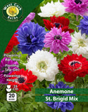 Anemone St. Brigid Mix - Green's of Ireland Online Garden Shop. Anemones, West Cork Bulbs, Daffodil Bulbs, Tulip Bulbs, Crocus Bulbs, Autumn Bulbs, Bulbs, Cheap Bulbs