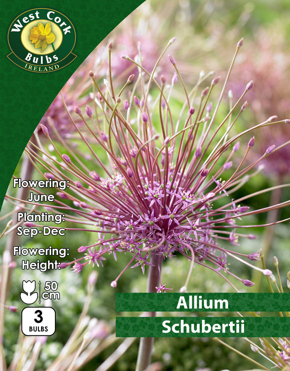 Allium Schubertii - Green's of Ireland Online Garden Shop. Allium, West Cork Bulbs, Daffodil Bulbs, Tulip Bulbs, Crocus Bulbs, Autumn Bulbs, Bulbs, Cheap Bulbs