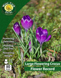 Large Flowering Crocus Flower Record - Green's of Ireland Online Garden Shop. Crocus, West Cork Bulbs, Daffodil Bulbs, Tulip Bulbs, Crocus Bulbs, Autumn Bulbs, Bulbs, Cheap Bulbs
