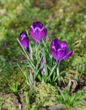 Large Flowering Crocus Flower Record - Green's of Ireland Online Garden Shop. Crocus, West Cork Bulbs, Daffodil Bulbs, Tulip Bulbs, Crocus Bulbs, Autumn Bulbs, Bulbs, Cheap Bulbs