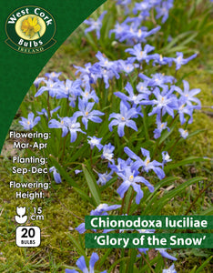 Chionodoxa Luciliae - Green's of Ireland Online Garden Shop. Miscellaneous, West Cork Bulbs, Daffodil Bulbs, Tulip Bulbs, Crocus Bulbs, Autumn Bulbs, Bulbs, Cheap Bulbs
