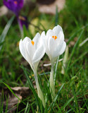 Large Flowering Crocus Jeanne D'Arc - Green's of Ireland Online Garden Shop. Crocus, West Cork Bulbs, Daffodil Bulbs, Tulip Bulbs, Crocus Bulbs, Autumn Bulbs, Bulbs, Cheap Bulbs