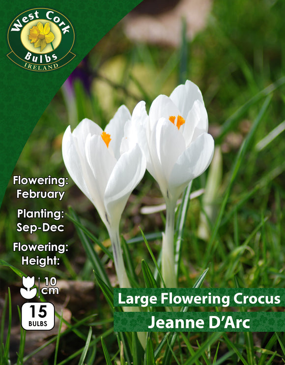 Large Flowering Crocus Jeanne D'Arc - Green's of Ireland Online Garden Shop. Crocus, West Cork Bulbs, Daffodil Bulbs, Tulip Bulbs, Crocus Bulbs, Autumn Bulbs, Bulbs, Cheap Bulbs
