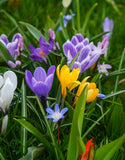 Large Flowering Crocus Mixed - Green's of Ireland Online Garden Shop. Crocus, West Cork Bulbs, Daffodil Bulbs, Tulip Bulbs, Crocus Bulbs, Autumn Bulbs, Bulbs, Cheap Bulbs