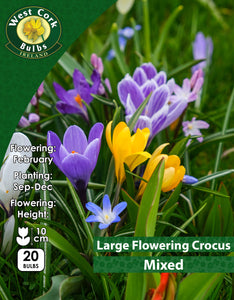 Large Flowering Crocus Mixed - Green's of Ireland Online Garden Shop. Crocus, West Cork Bulbs, Daffodil Bulbs, Tulip Bulbs, Crocus Bulbs, Autumn Bulbs, Bulbs, Cheap Bulbs