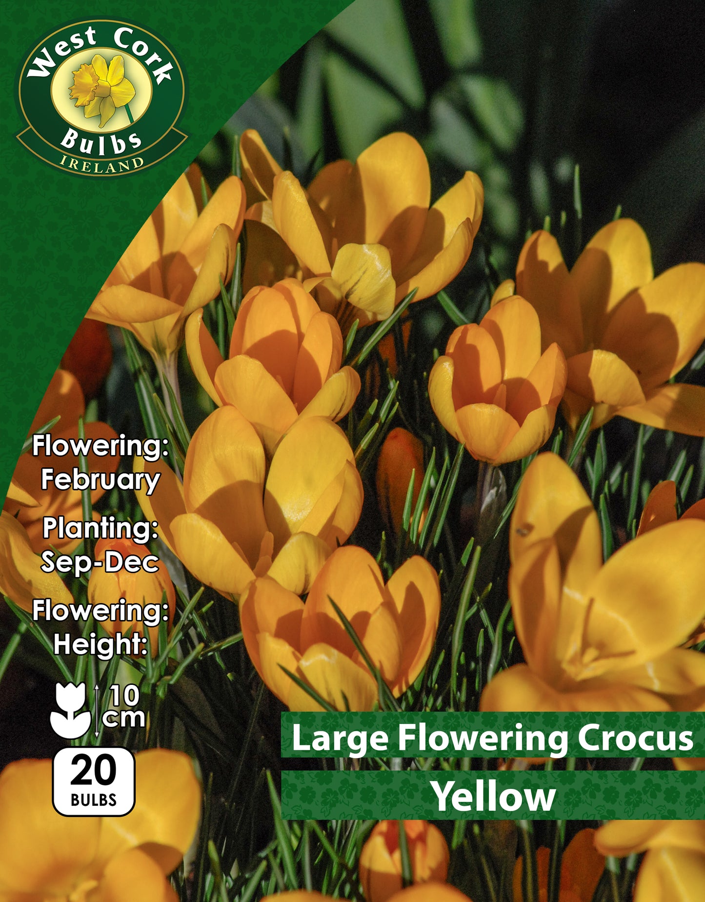 Large Flowering Crocus Large Yellow - Green's of Ireland Online Garden Shop. Crocus, West Cork Bulbs, Daffodil Bulbs, Tulip Bulbs, Crocus Bulbs, Autumn Bulbs, Bulbs, Cheap Bulbs
